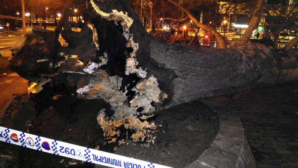 Un árbol de grandes dimensiones se ha desplomado en la vuelta del Castillo de Pamplona y ha causado dos heridos. PATXI CERVANTES (6)