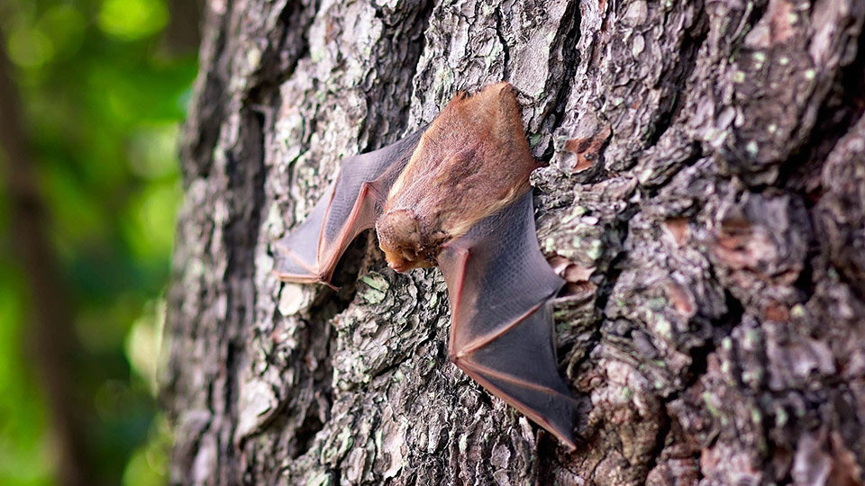 Un murciélago posado sobre un árbol