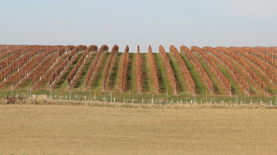 Imagen de un viñedo en un campo de Navarra. ARCHIVO