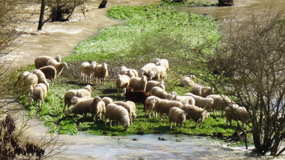 Algunas de las ovejas salvadas de la riada al encaramarse a un islote vegetal en el río Aragón a su paso por la localidad navarra de Cáseda POLICÍA FORAL