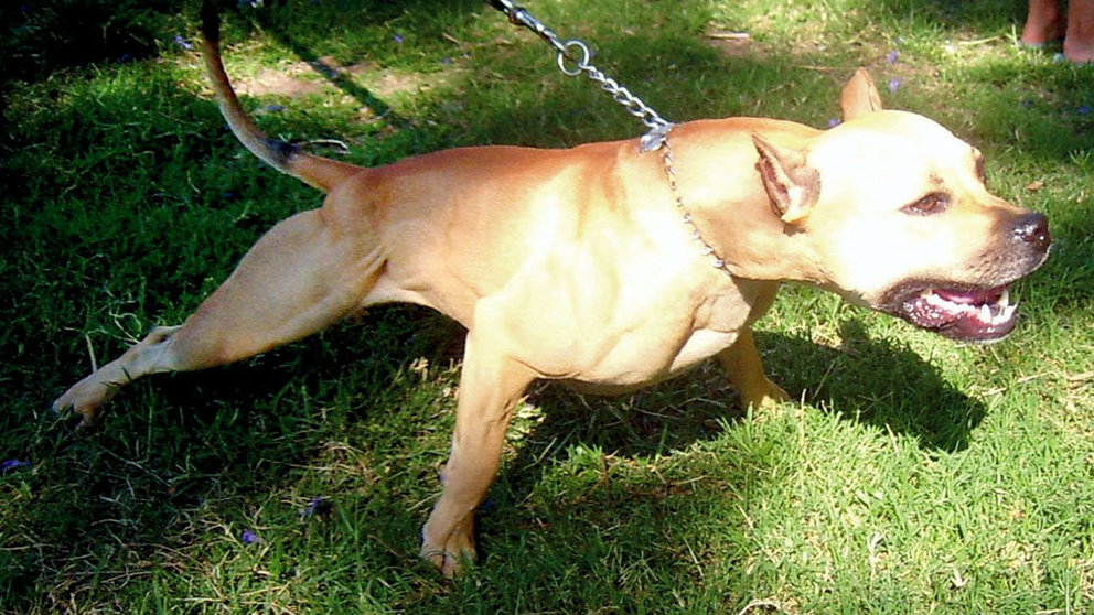 Imagen de un pitbull sujetado por una correa. ARCHIVO