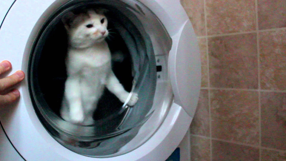 Captura de un vídeo de un gato encerrado en el tambor de una lavadora YOUTUBE
