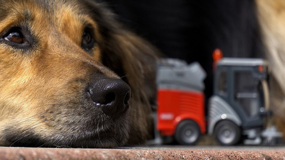 Imagen de un perro junto a un juguete de su propietario, un niño de corta edad ARCHIVO