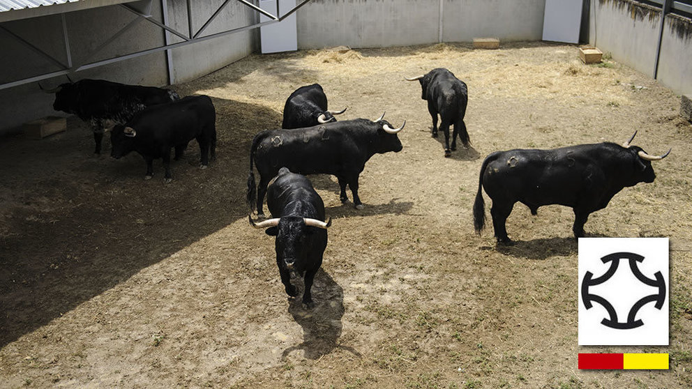 Toros de la ganadería Puerto de San Lorenzo que serán corridos y lidiados el día 7 de Julio. MIGUEL OSÉS