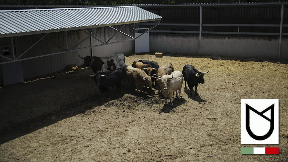 Los toros de Núñez del cuvillo ya descansan en los Corralillos del Gas en Pamplona. MIGUEL OSÉS
