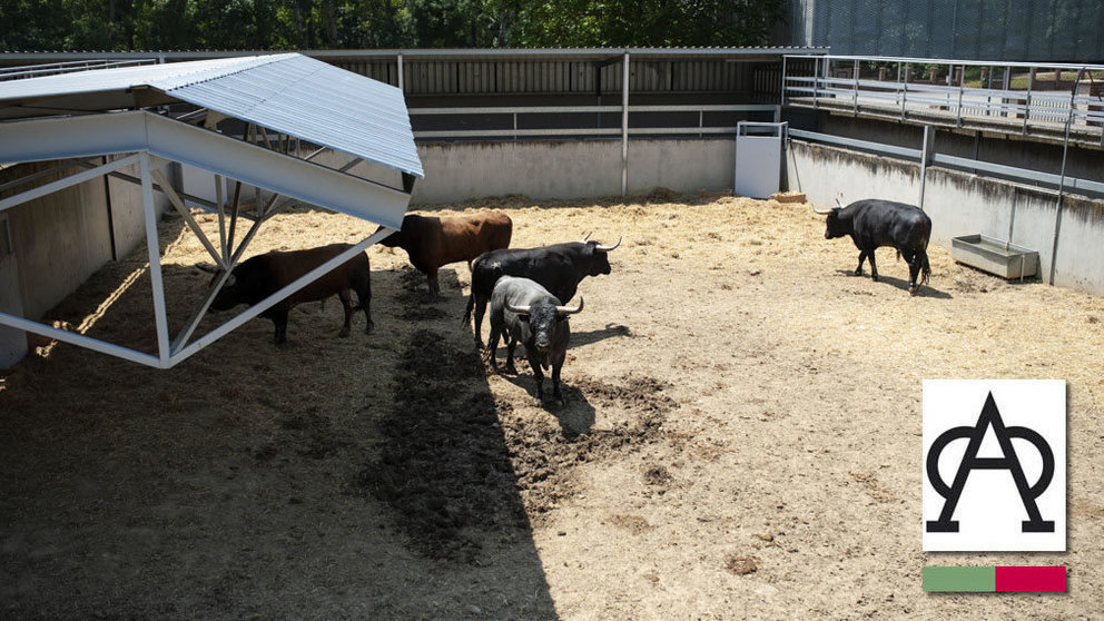 Los toros de la ganadería de Miura ya descansan en los corrales del Gas de Pamplona y serán lidiados el día 14. MIGUEL OSÉS