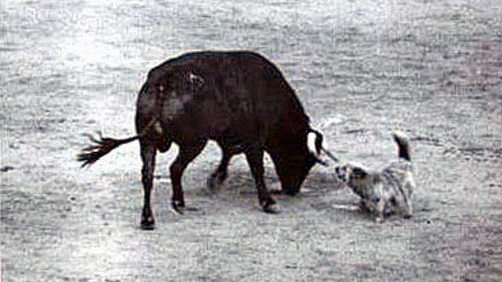 El perro Ortega ladra al toro de la ganadería de Eduardo Miura en el encierro más largo de la historia el 12 de julio de 1958