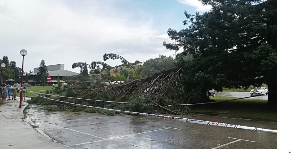 Cinco heridos en Pamplona después de caer un árbol en el campus de la Universidad de Navarra. JUAN CABALLERO (4)