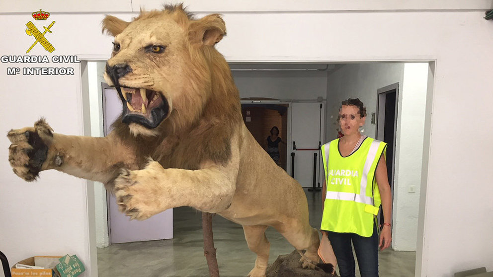 El león africano disecado que ha recuperado la Guardia Civil y que estaba a la venta en internet. GUARDIA CIVIL