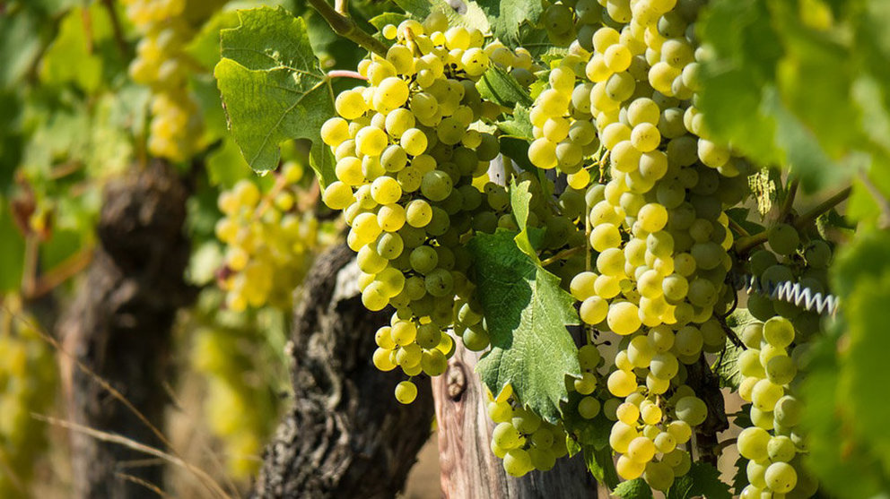 Imagen de un viñedo de uva blanca ARCHIVO