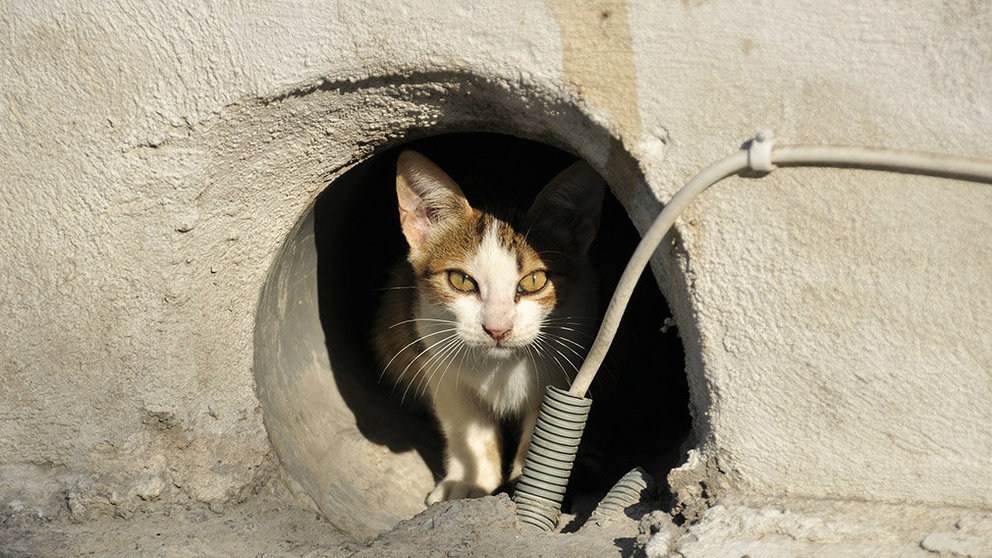 Un gato callejero mira a través del agujero de una pared