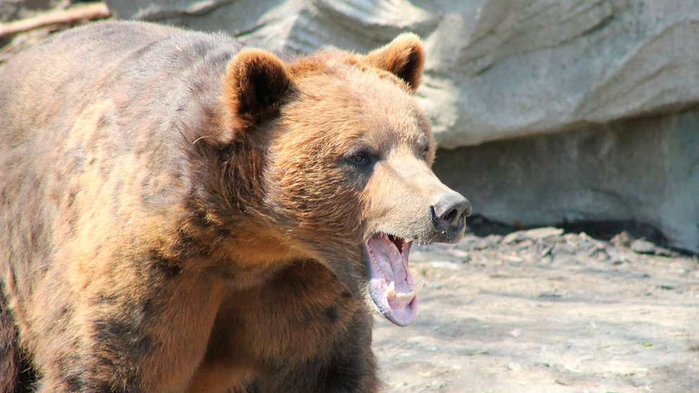 Un oso grizzly enseña los dientes. ARCHIVO