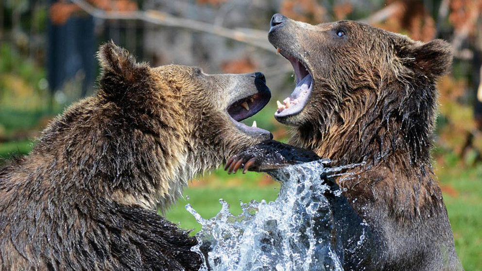 Dos osos luchando entre sí