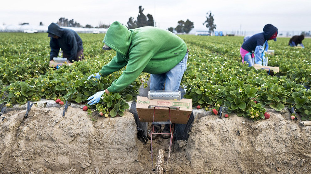 Varios jornaleros trabajan en la recogida de fresas en un campo. ARCHIVO