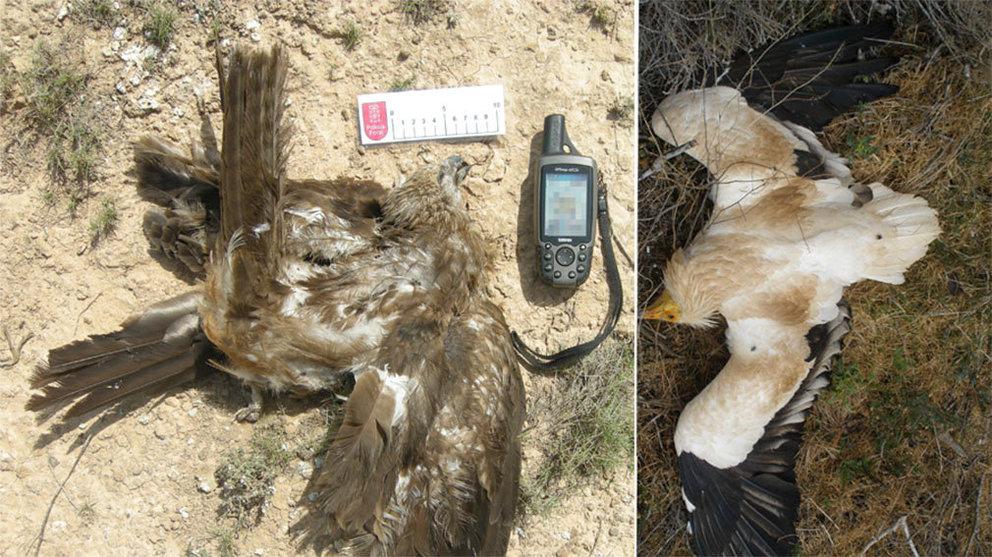 Un milanos negro y un alimoche encontrados muertos durante los meses en los que se produjeron envenenamientos de aves en varios cotos de caza de Tudela Archivo POLICÍA FORAL