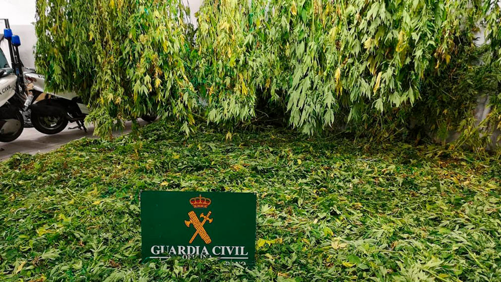 Imagen de la plantación de marihuana con cerca de 100 plantas que han sido decomisadas por la Guardia Civil en Estella GUARDIA CIVIL 1