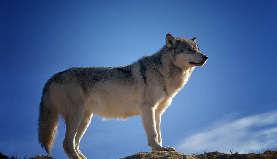Imagen de archivo de un lobo. ARCHIVO
