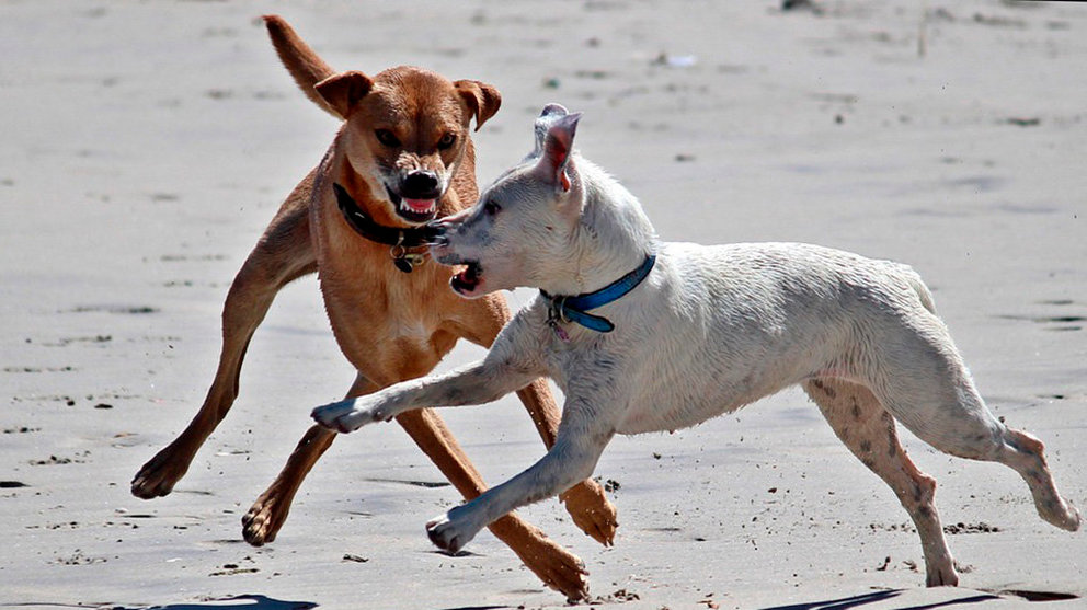 Imagen de dos perros de raza potencialmente peligrosa ARCHIVO