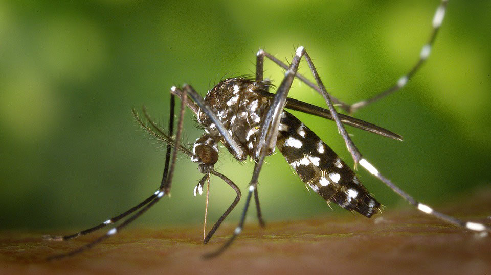 Imagen de archivo de un mosquito tigre