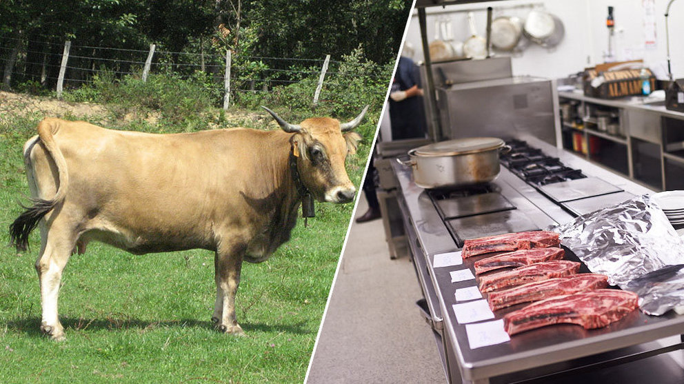 Imagen de una vaca Betizu, junto a la preparación de la cata organizada por INTIA para analizar cómo distribuir su carne en el mercado NAVARRACOM