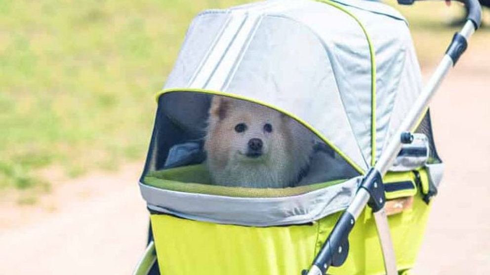 Un perro dentro de un carrito de bebé ARCHIVO