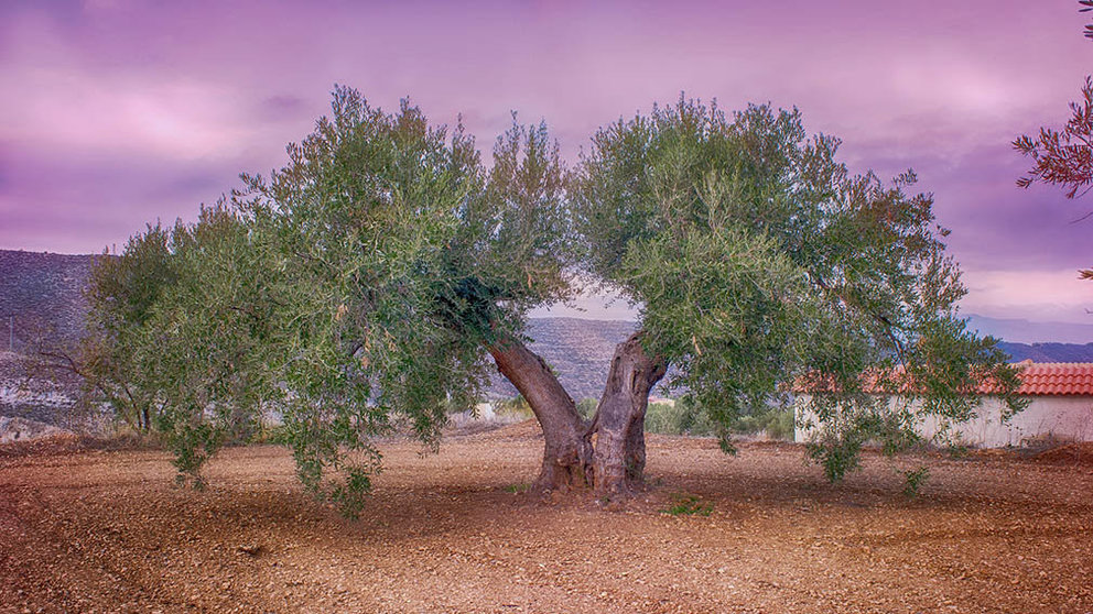 Un olivo en una imagen de recurso. ARCHIVO
