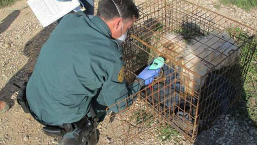 Criadero ilegal de perros en Zaragoza (2) GUARDIA CIVIL