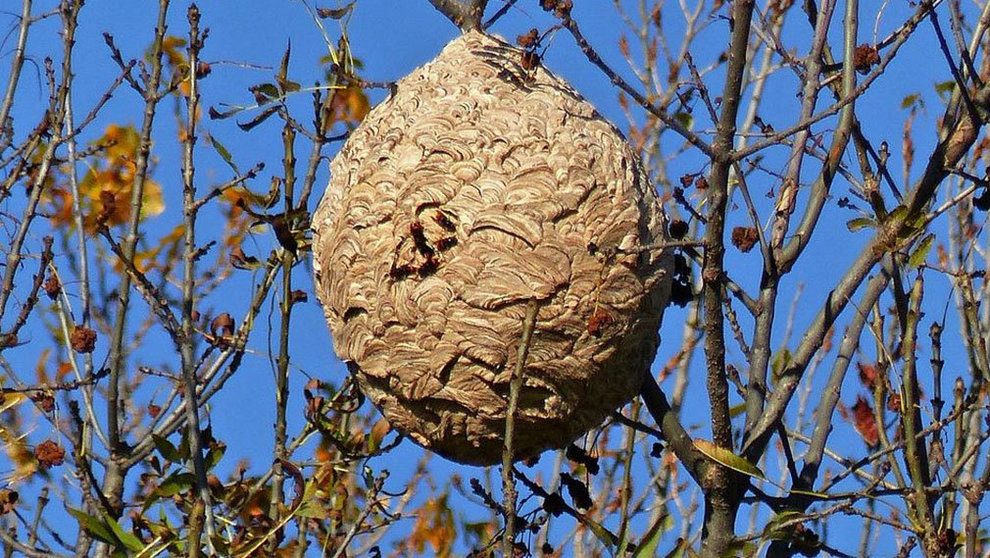 Un nido de la avispa asiática colgando de un árbol ARCHIVO