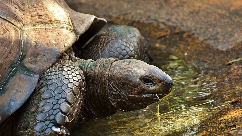 Imagen de archivo de una tortuga ARCHIVO