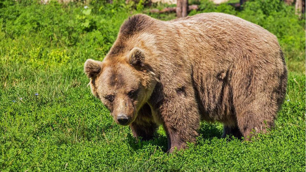 Imagen de archivo de un oso pardo en el monte ARCHIVO