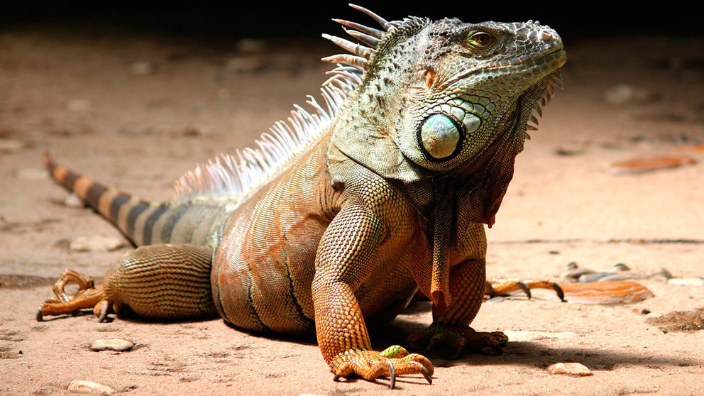 Una iguana en una imagen de archivo. ARCHIVO