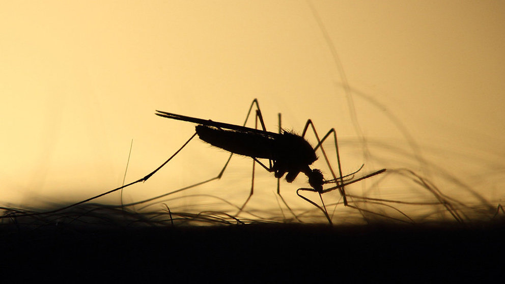 Un mosquito, listo para picar sobre el brazo de una persona.
