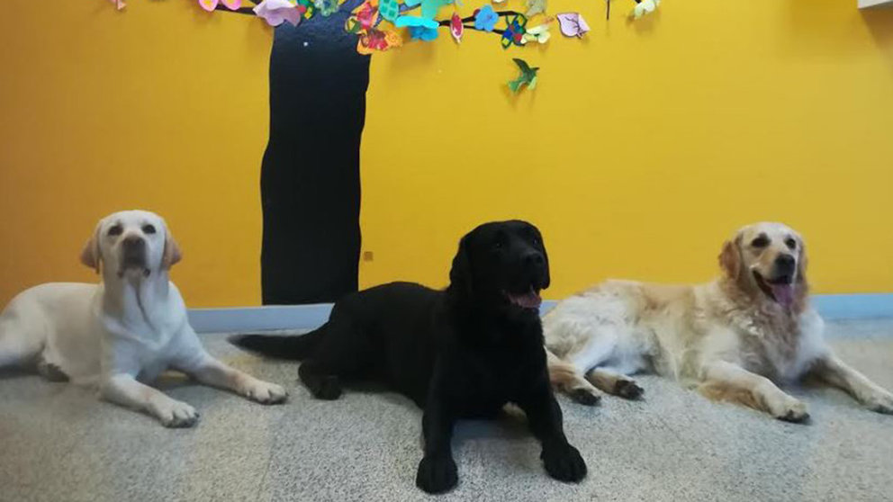 Terapia con perros para alumnos con necesidades especiales en Pamplona CEDIDA (4)