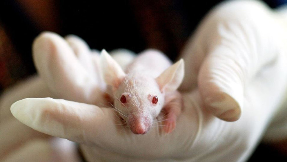 Un ratón de laboratorio en manos de un médico ARCHIVO