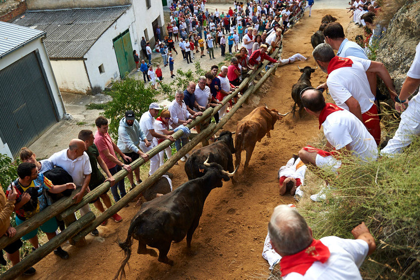 Quinto encierro de El Pilón de las fiestas de Falces 2019 con las vacas de la ganadería Adrián Dominguez (Funes). MIGUEL OSÉS