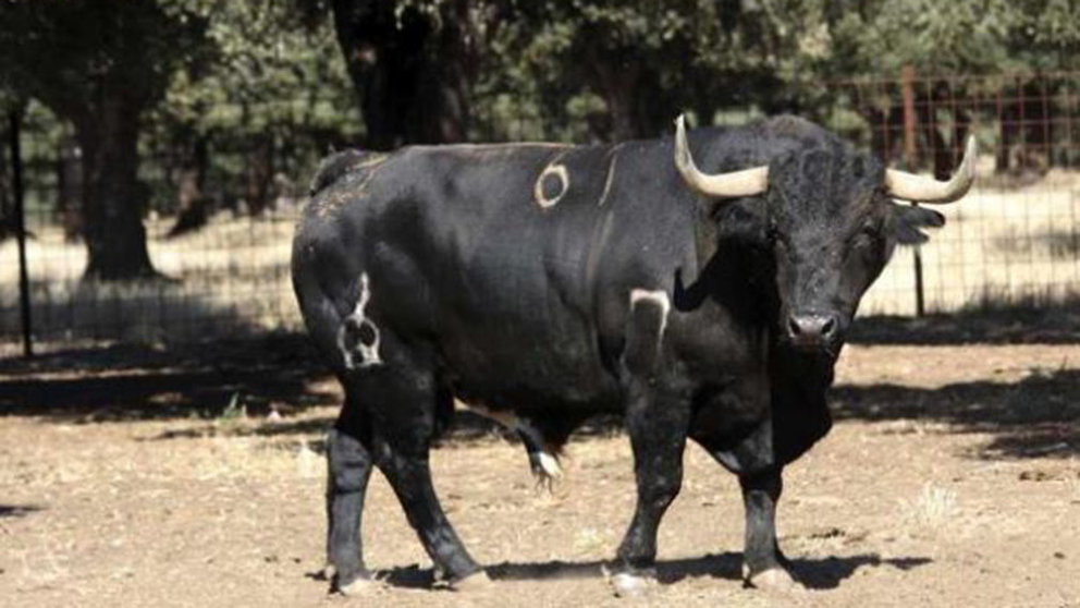 Imagen de un toro en el campo EFE