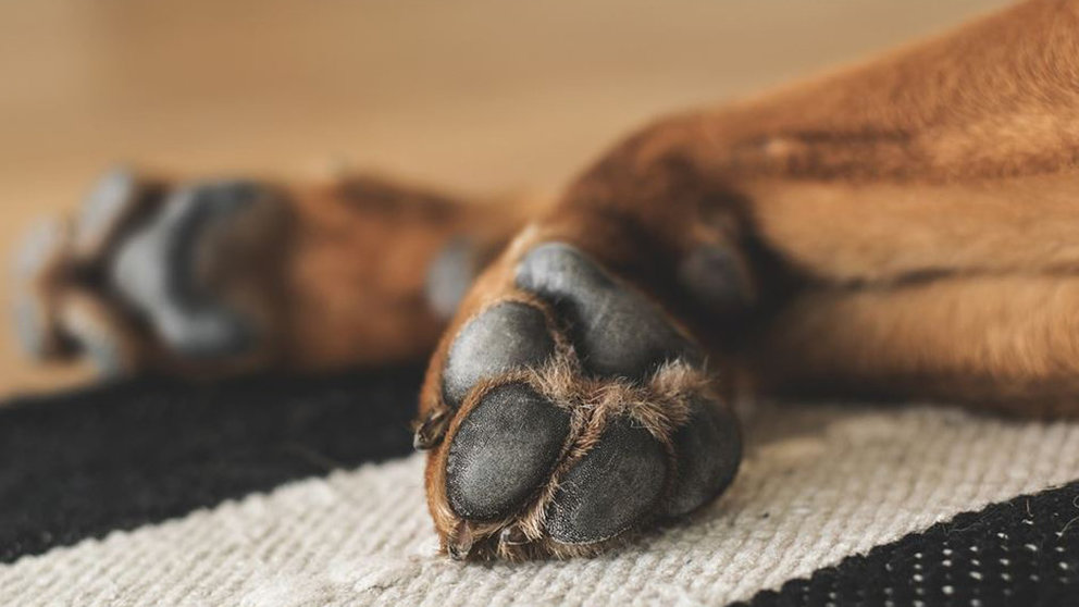 Imagen de archivo de un perro tumbado ARCHIVO