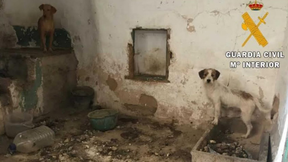 Imagen de los perros encontrados en Lodosa en condiciones higiénicas lamentables. GUARDIA CIVIL