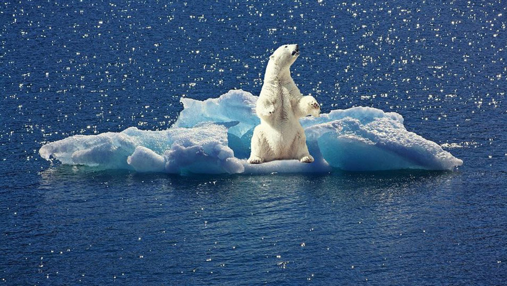 Un oso polar sobre un iceberg ARCHIVO