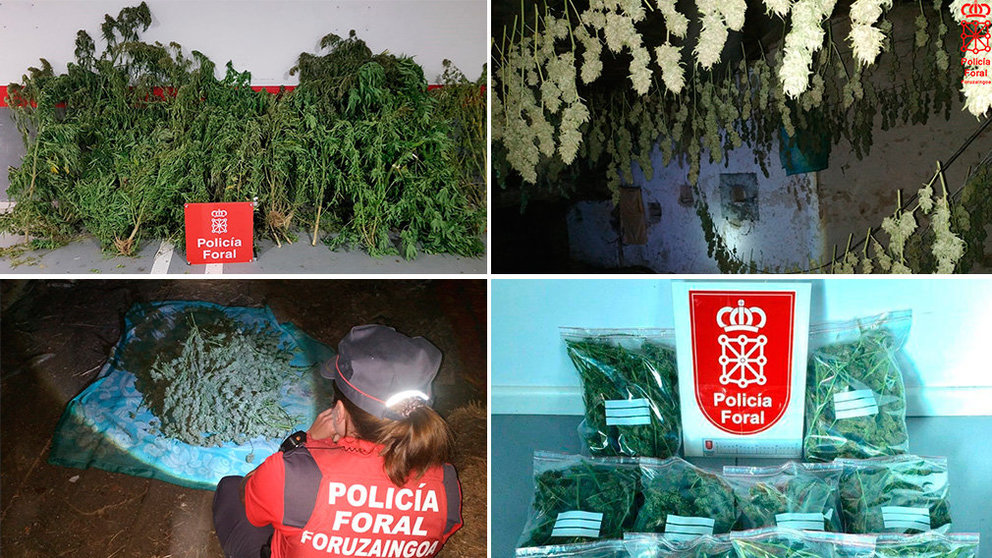 Marihuana incautada en dos localidades de Navarra. CEDIDA