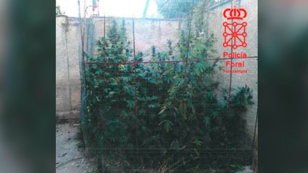 Investigada una persona por cultivar marihuana en una vivienda en Cascante POLICÍA FORAL