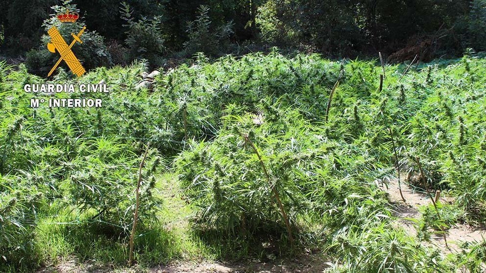 Plantación de marihuana incautada en Lizoáin GUARDIA CIVIL