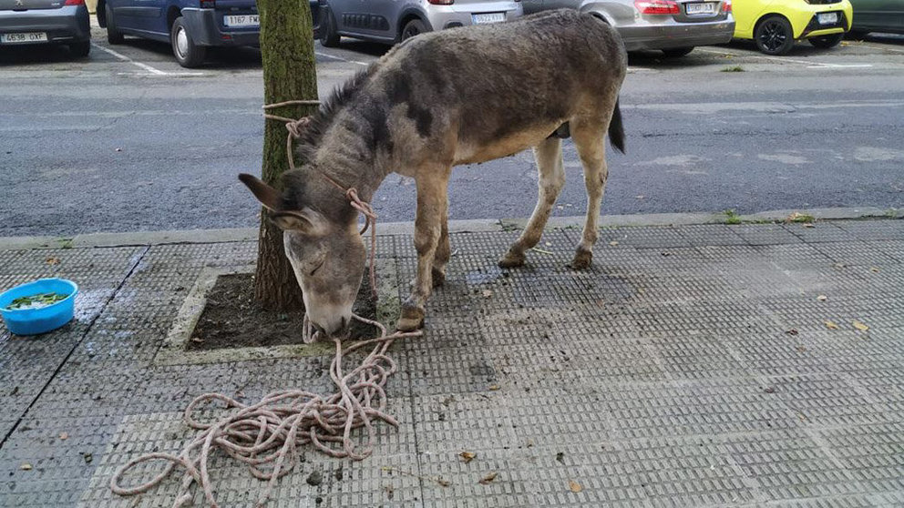 Un burro encontrado en Pamplona POLICÍA MUNICIPAL
