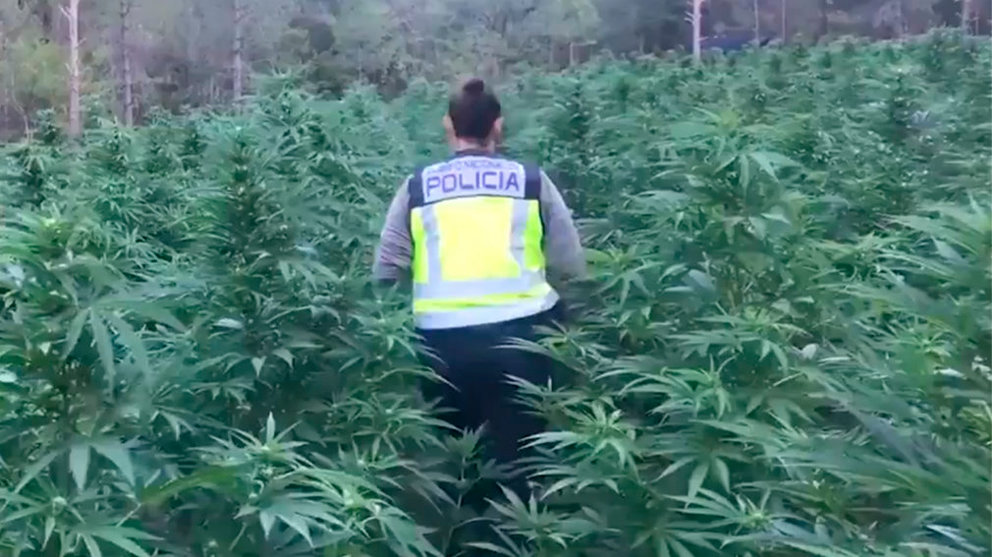 Plantación de marihuana descubierta en Huesca POLICÍA NACIONAL