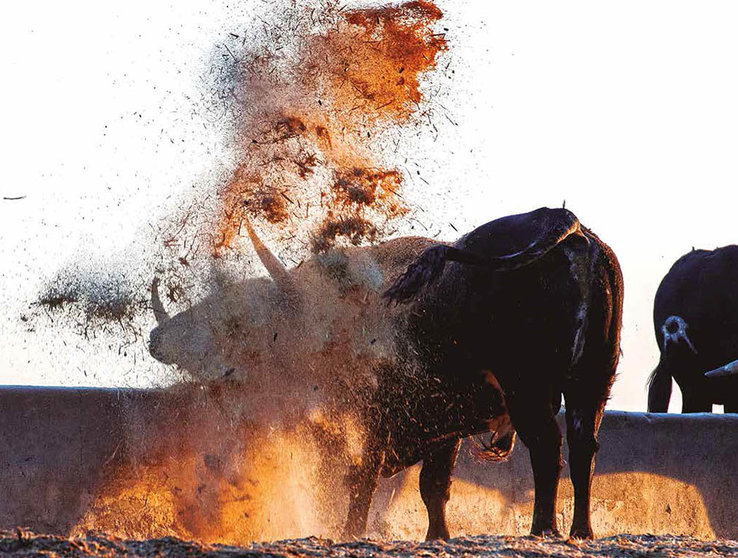 Un toro de Cebada Gago juguetea con el pienso y la paja en la finca de la ganadería. AZPILICUETA Y RAMÍREZ