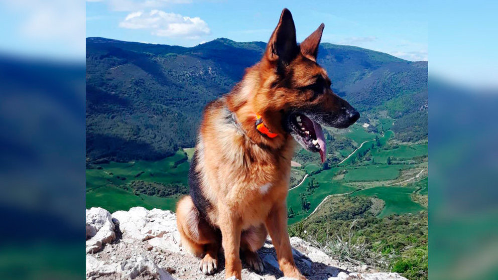 Ikatz, la perra policía que busca hogar para su jubilación POLICÍA FORAL