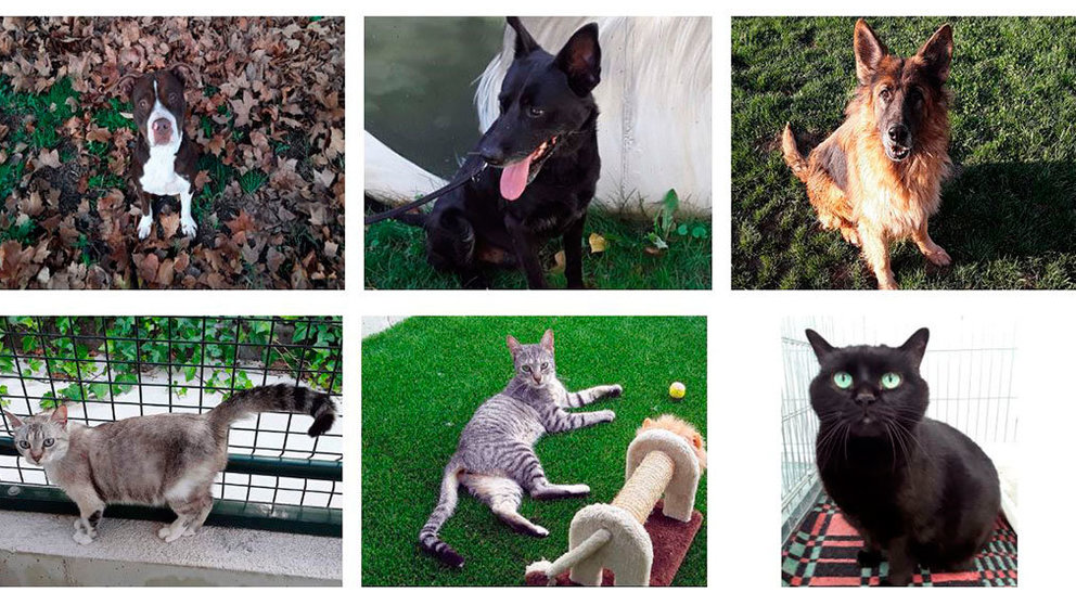 Varios perros y gatos que pueden adoptarse en el Centro de Acogida de Animales de Pamplona. CEDIDAS