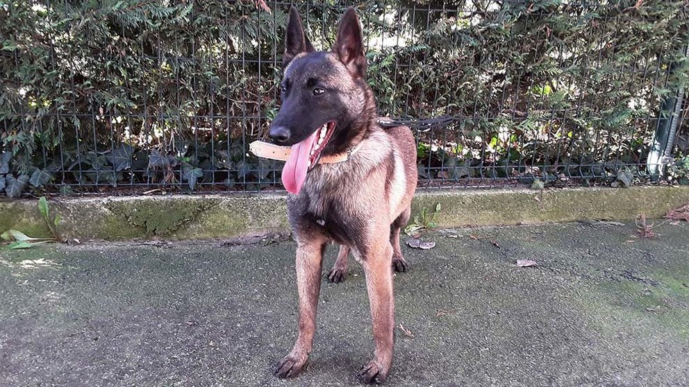 Kracken, el perro abandonado en el Centro de Atención de Animales de Pamplona, que ha sido adoptado por el grupo de rescate de bomberos de Cataluña. AYUNTAMIENTO DE PAMPLONA