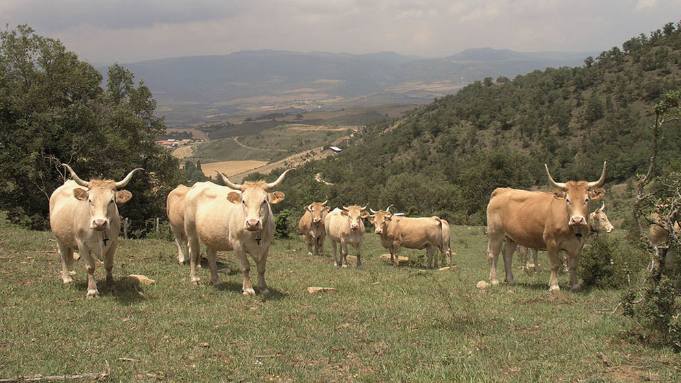 Varias vacas en el Pirineo navarro. INTIA