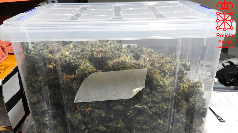 Algunos de los cogollos de marihuana hallados en un trastero y un domicilio de San Juan. POLICÍA FORAL